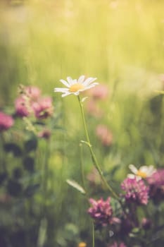 Cute fresh flowers in spring, colourful summer wildflowers meadow