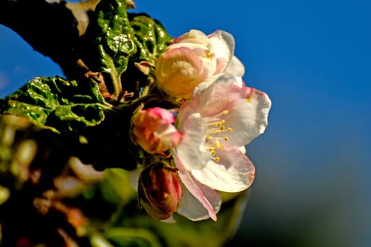 apple blossom in spring in Germany