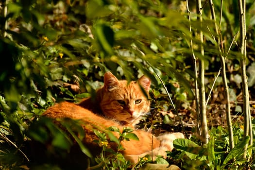 red cat hidden in green