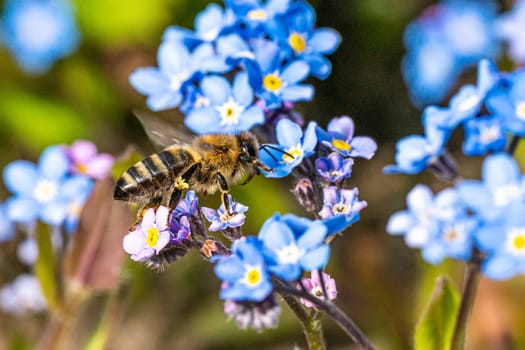 Bee on a flower collecting pollen. Honeybee gathering nectar from summer blossoms