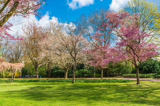 Spring natural background. Cherry Blossoms During Spring