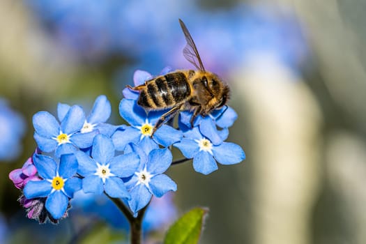 Bee on a flower collecting pollen. Honeybee gathering nectar from summer blossoms