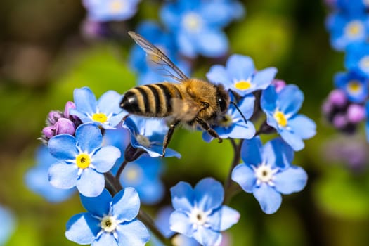 Bee on a flower collecting pollen. Honeybee gathering nectar from summer blossoms