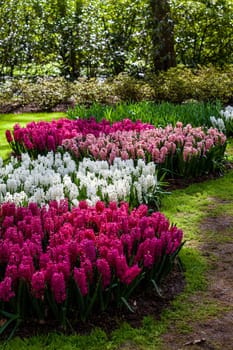 hyacinth flowers close-up in the garden