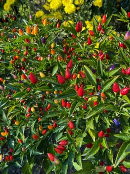 Mixed colored chilli peppers on tree