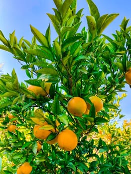 Orange fruits on tree. Cultivating, fruit.