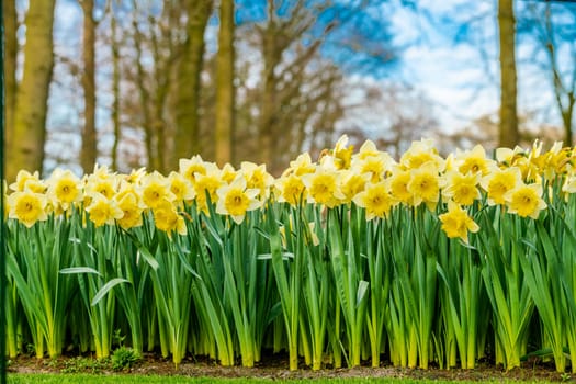 Narcissus Pseudonarcissus in a field in the morning