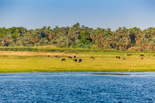 River Nile in Egypt. Life on the River Nile