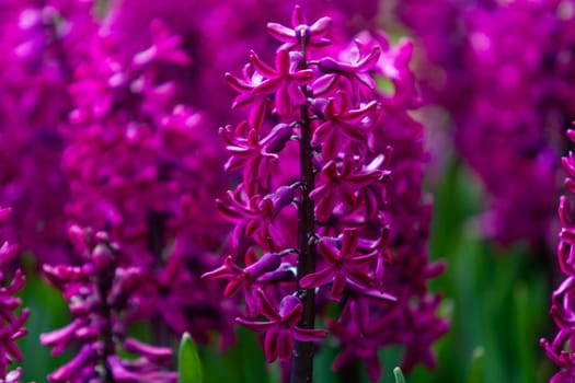 hyacinth flowers close-up in the garden