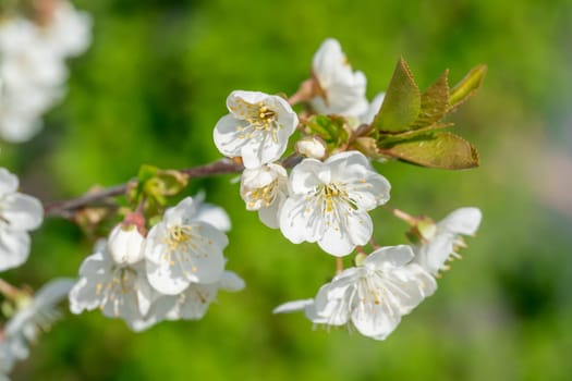 Beautiful floral image of spring. Branches of blossoming. Beautiful spring nature background with lovely blossom