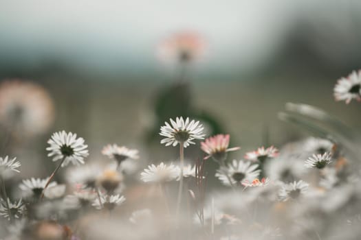 Close up picture of daisy blossoms in spring