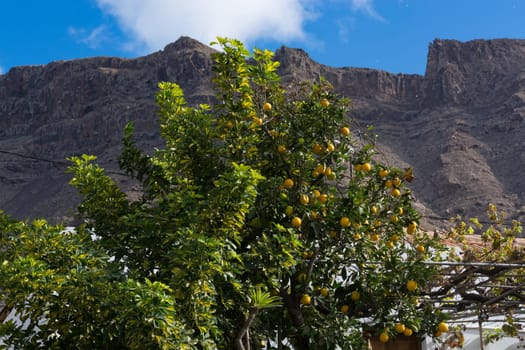 Close up of lemons hanging from a tree in a lemon grove