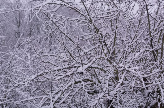 Old tree covered with snow