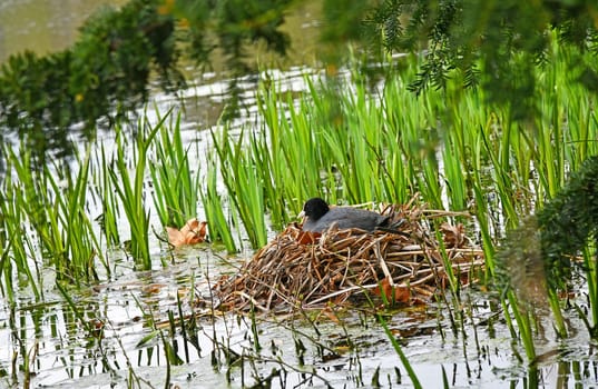 Fulica atra