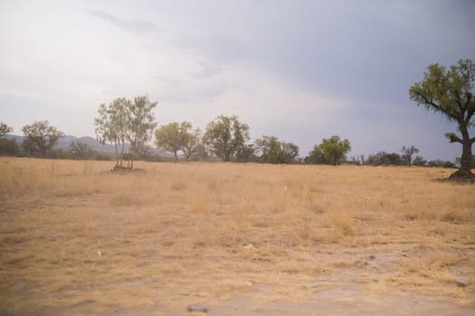 Peaceful view of scrawny trees on dry grass-covered ground and under cloudy sky. Grey skyline above dry vegetation in deserted area from northern Mexico. Nature and deserts