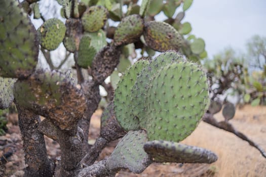 Deteriorated Hispanic nopal plants with cold burn marks and blurry background. Burnt cactus-like plant in desert from northern Mexico. Traditional Mexican vegetation