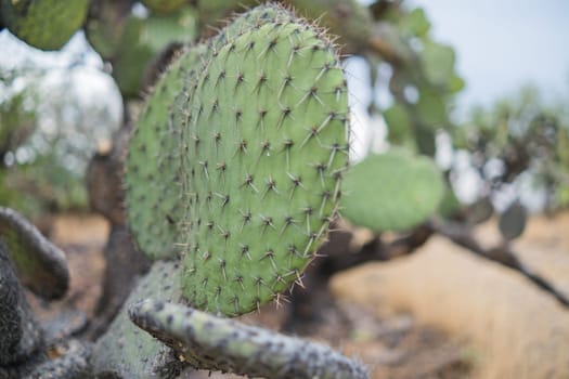 Deteriorated Hispanic nopal plants with cold burn marks and blurry background. Burnt cactus-like plant in desert from northern Mexico. Traditional Mexican vegetation
