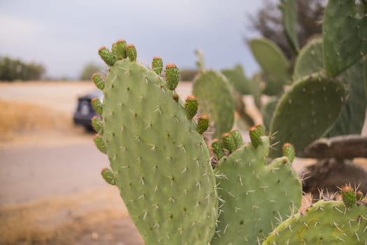 Beautiful view of Hispanic nopal plants with blurry desert and cloudy sky background. Cactus-like plant in deserted rural area from northern Mexico. Traditional Mexican vegetation