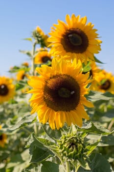 Blooming yellow sunflower blossom and blue sky, summer time