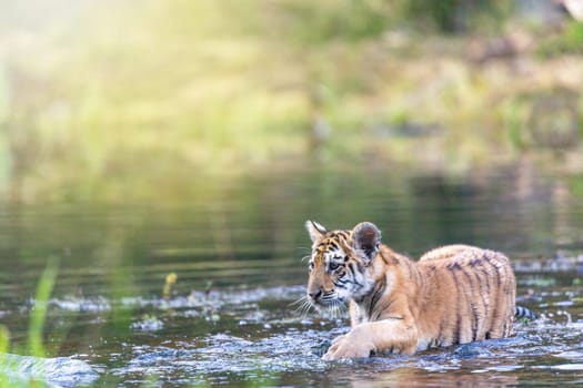 Cute Bengal tiger cub is walking in the lake looking at the camera.  Horizontally.
