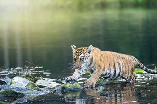 Cute Bengal tiger cub is standing on the stone in the lake. Horizontally.