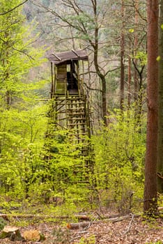 Hunter's high seat on a mountain slope in spring with pine and deciduous trees