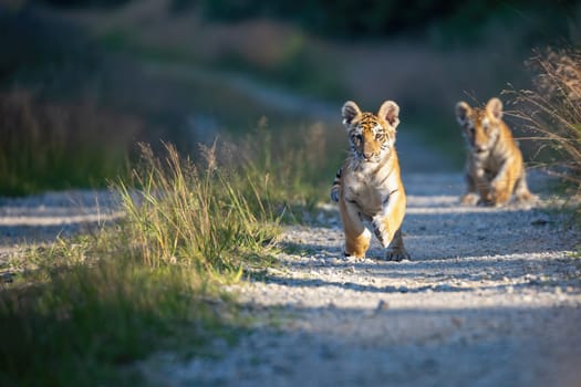Pair of Bengal tiger cubs is running against the camera. Horizontally.