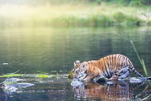 Bengal tiger cub enters the lake looking ahead.  Horizontally.