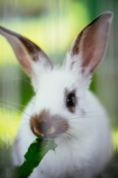Cute little bunny eats salad in an outdoor compound. Green grass, spring time.