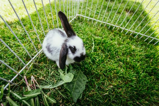 Cute little bunny eats salad in an outdoor compound. Green grass, spring time.