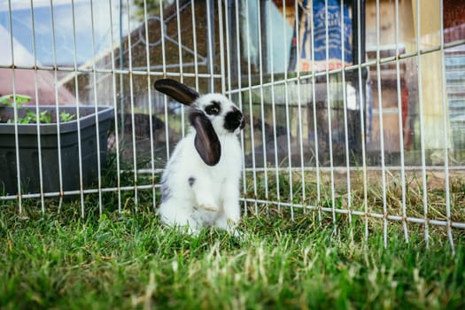 Little bunny is sitting in an outdoor compound. Green grass, spring time.