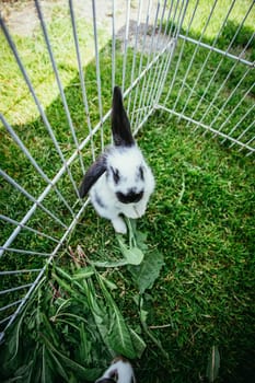 Little bunny is sitting in an outdoor compound. Green grass, spring time.