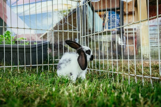 Little bunny is sitting in an outdoor compound. Green grass, spring time.