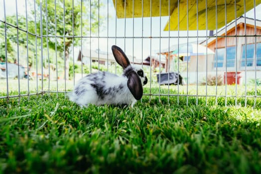 Little bunny is sitting in an outdoor compound. Green grass, spring time.