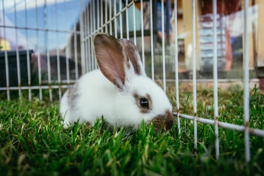 Little bunny is sitting in an outdoor compound. Green grass, spring time.