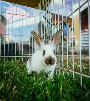 Little bunny is sitting in an outdoor compound. Green grass, spring time.