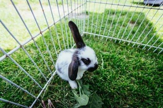 Little bunny is sitting in an outdoor compound. Green grass, spring time.