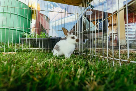 Little bunny is sitting in an outdoor compound. Green grass, spring time.