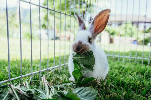 Cute little bunny eats salad in an outdoor compound. Green grass, spring time.