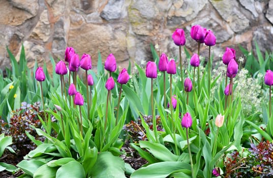 violet tulips