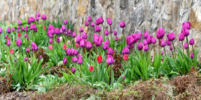 violet tulips