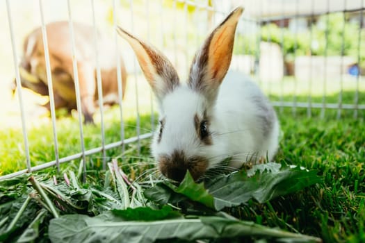 Cute little bunny eats salad in an outdoor compound. Green grass, spring time.
