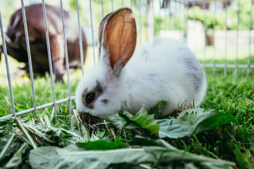 Cute little bunny eats salad in an outdoor compound. Green grass, spring time.