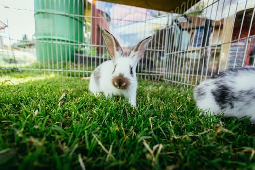 Little bunny is sitting in an outdoor compound. Green grass, spring time.
