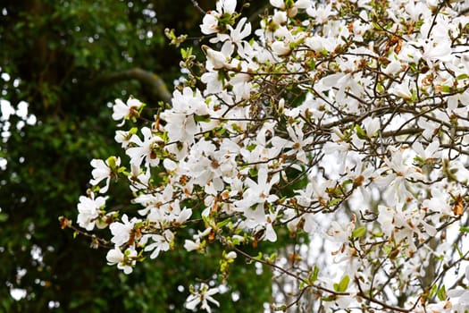 Magnolia stellata