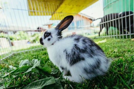 Little bunny is sitting in an outdoor compound. Green grass, spring time.