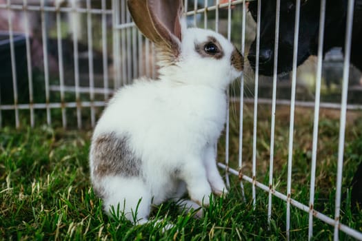 Little bunny in compound and dog outside are sniffing each other. Spring time.