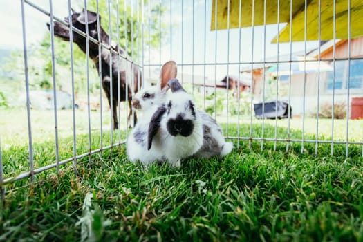 Little bunny is sitting in an outdoor compound. Green grass, spring time.