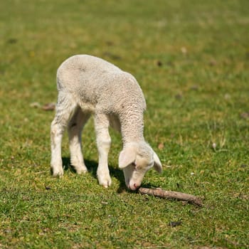 single newborn lamb on a meadow in a park near Magdeburg in Germany