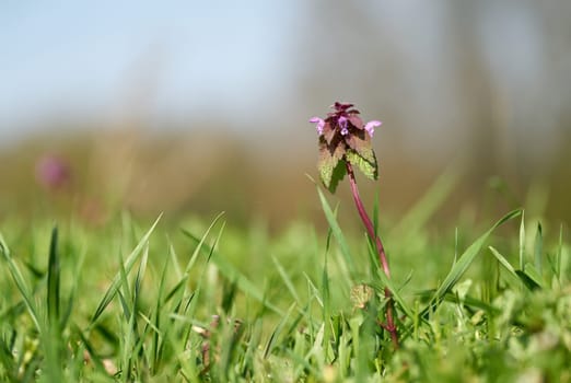 flowering deadnettle (Lamium purpureum) on a meadow in a park in springtime